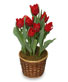POTTED SPRING TULIPS Blooming Plant