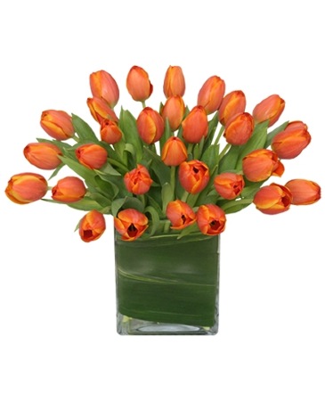 ORANGE OASIS Bouquet of Tulips in Frederick, MD | Maryland Florals