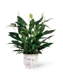 FTD Comfort Planter