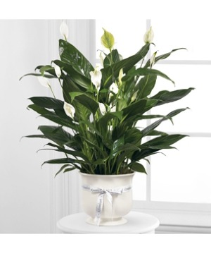 FTD Comfort Planter Peace Lily in Comfort Planter