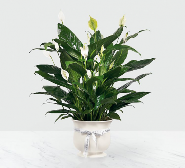 Ftd exclusive peaceful planter