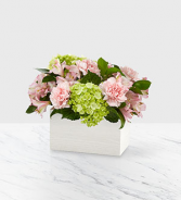 Sweet Charm - 197 Arrangement