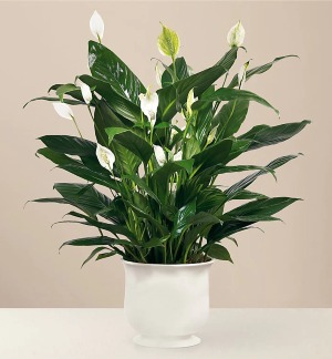 FTD's Comfort Planter Peace Lily Plant
