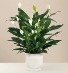 FTD's Comfort Planter Peace Lily Plant