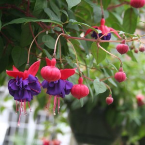 Fuchsia Annual