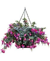 Fuchsia Hanging Basket  * Avail. May 8th *
