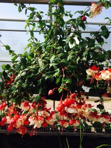 Fuchsia Hanging Basket