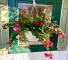 Fuchsia Hanging Basket