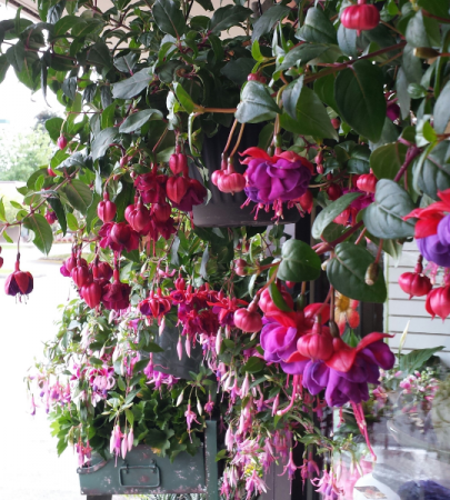 Fuchsia Hanging Basket