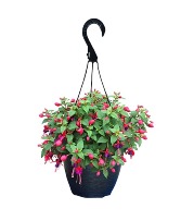 Fuchsia Hanging Basket 