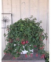 Fuchsia Hanging Basket 