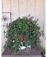 Fuchsia Hanging Basket 