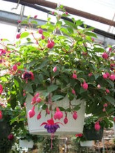 Fuchsia  Hanging Basket