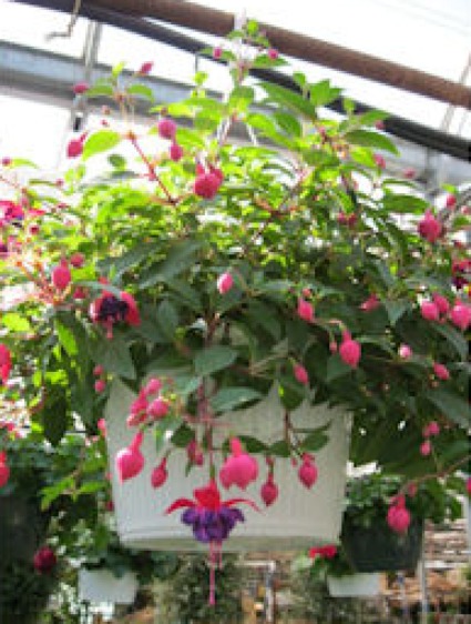 Fuchsia Hanging Basket