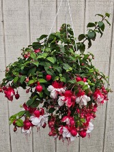 Fuchsia Hanging Basket Hanging basket