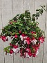 Fuchsia Hanging Basket Hanging basket