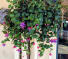 Fuchsia Hanging Basket Plant