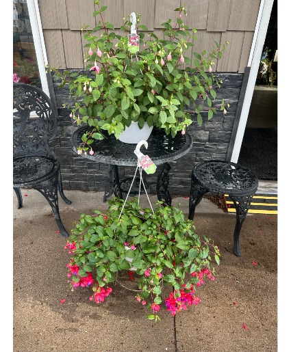 Fuchsia Hanging Baskets