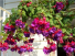 fuchsia hanging plant 