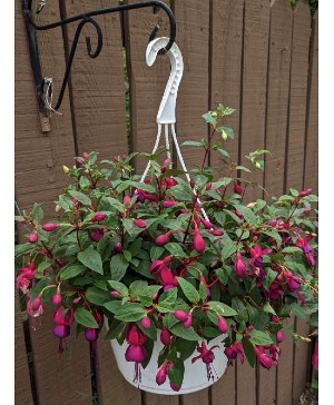 Fuchsia Hanging Plant