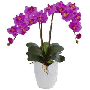 Fuchsia Orchid Plant Plant