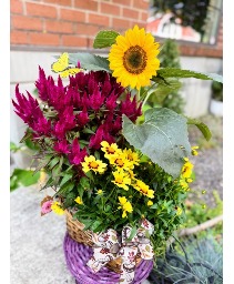 Fuchsia & Sunflower Charm Planter Blooming Plants