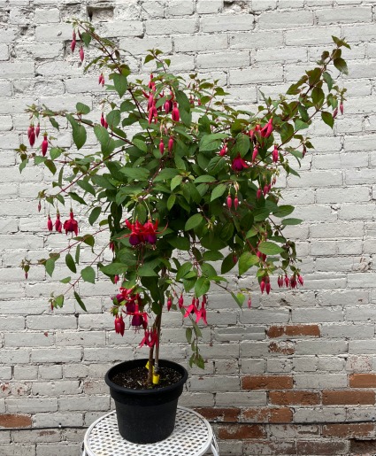 Fuchsia Tree Plant