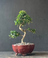 Fukien Tea - 7 years old - 15 inches Bonsai Elegance - Fukien Tea - Tree of Patience & Precision