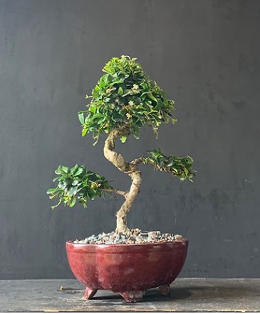Fukien Tea - 7 years old - 15 inches Bonsai Elegance - Fukien Tea - Tree of Patience & Precision in Cape Coral, FL | ENCHANTED FLORIST OF CAPE CORAL Fukien Tea - 7 years old - 15 inches Bonsai Elegance - Fukien Tea - Tree of Patience & Precision in Cape Coral, FL | ENCHANTED FLORIST OF CAPE CORAL