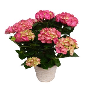 Full Bloom Hydrangea Basket Plant
