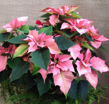 Full Of Cheer Poinsettias Potted