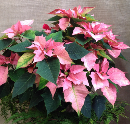 Full Of Cheer Poinsettias Potted