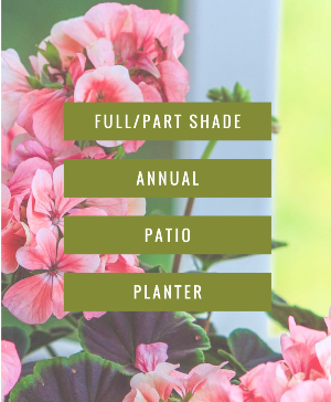 Full/Part Shade Planter