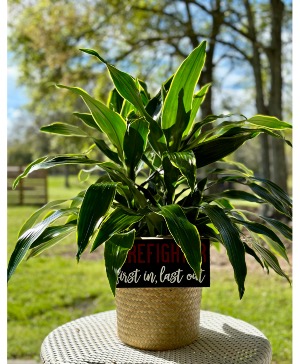 Funeral plant in basket with add on  Funeral plant 