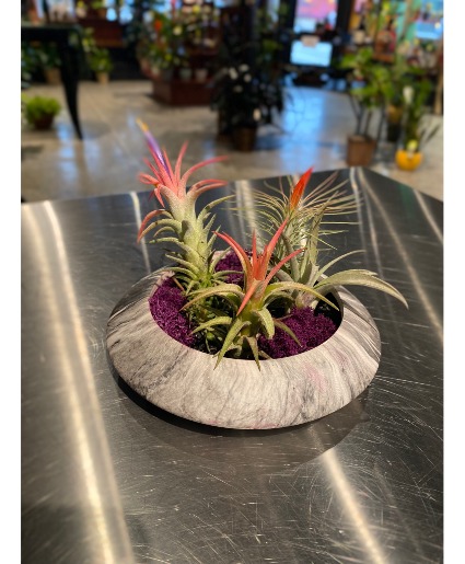 Funky Flying Saucer Non Toxic Air Plant