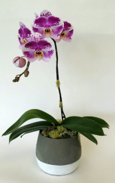 Funky Purple Potted orchid plant