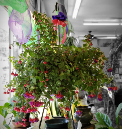 Fuschia Hanging Basket **Colors May Vary**