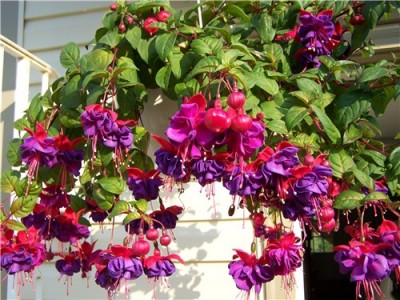 Fuschia Hanging Basket Plant