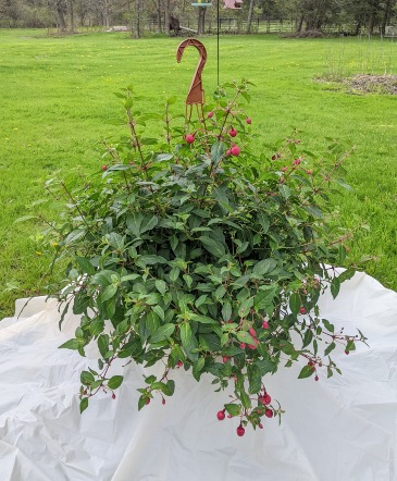 Fushia Hanging Basket in Ballston Spa, NY | Briarwood Flower & Gift Shoppe
