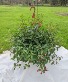 Fushia Hanging Basket
