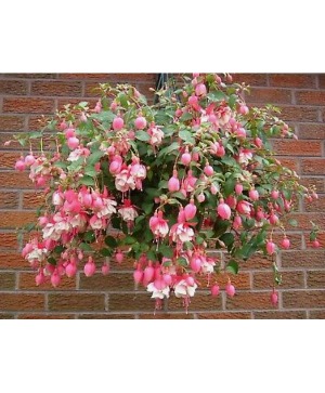 Fushia Hanging plant basket 