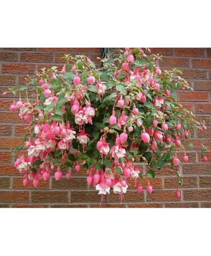 Fushia Hanging plant basket