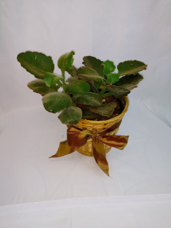 Fuzzy Leaf Kalanchoe Potted Plant