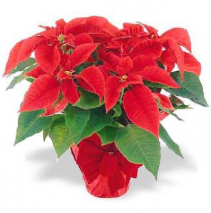 Red Poinsetta with foil and bow.