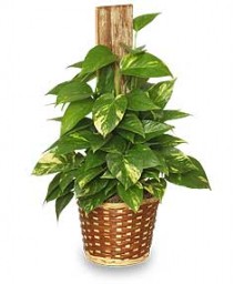 GOLDEN POTHOS PLANT  Scindaspus aureus 