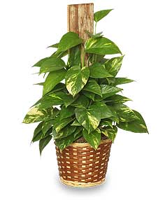 GOLDEN POTHOS PLANT Scindaspus aureus