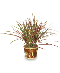 RED MARGINED DRACAENA Dracaena marginata