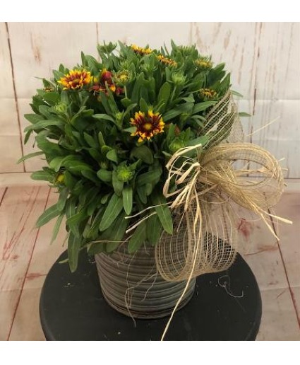 Gaillardia Perennial
