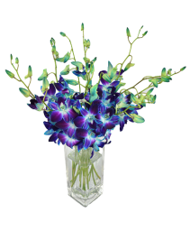 Galaxy Orchids (Choose Blurple, Purple, or White) Fresh Cut Flower Arrg