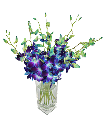 Galaxy Orchids Fresh Cut Flower Arrg [BLUE OR WHITE] in Pensacola, FL | Cordova Flowers and Gifts